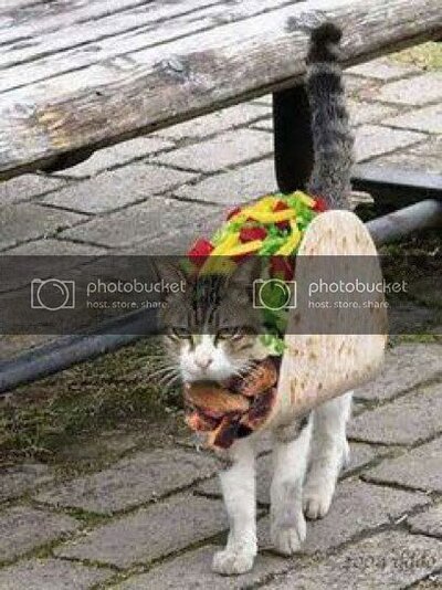 cattaco.jpg