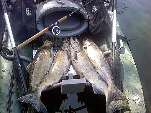 PontoonSalmonWeb.jpg