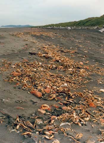 crabmolt_beach_ODFW.jpg