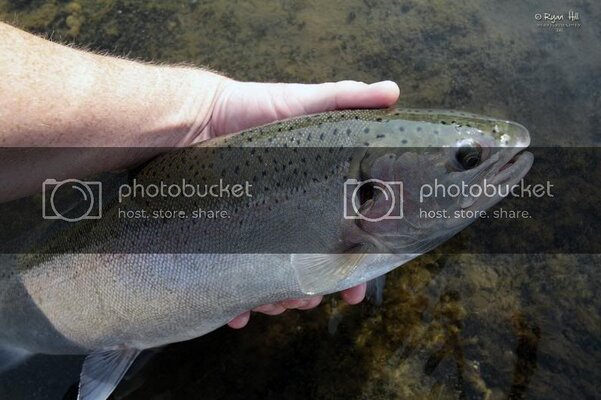 Steelhead1FB_zps24458b2a.jpg