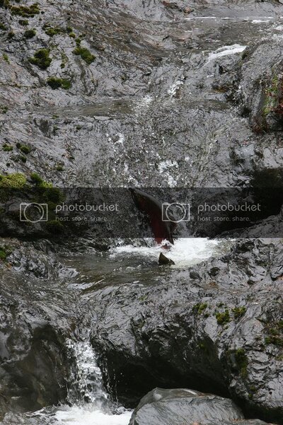 cohojumping_zps08a7e75c.jpg