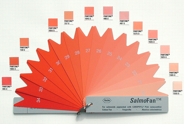 salmon-fan.jpg