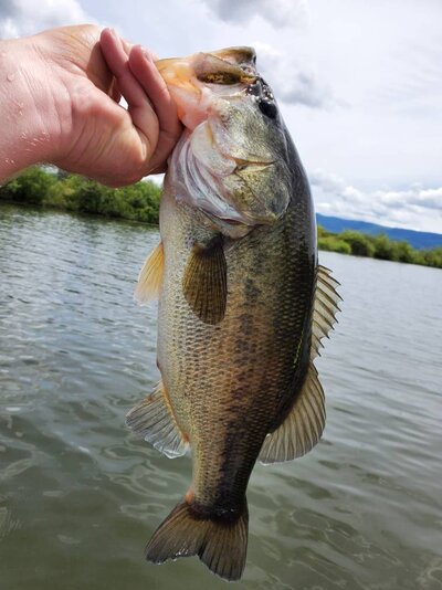 Bond Butte Pond Fishing Report