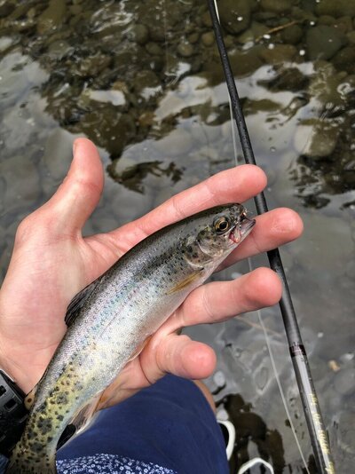 Molalla River Fishing Reports