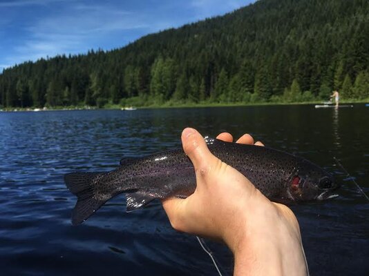 Trillium Lake trout fishing
