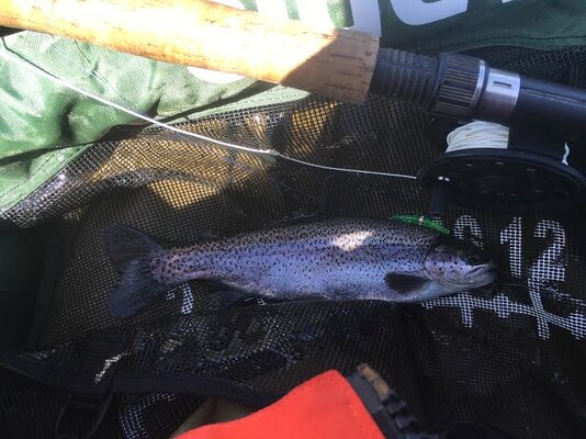 Trillium Lake trout