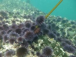 last kelp to be eaten in urchin barren.jpg