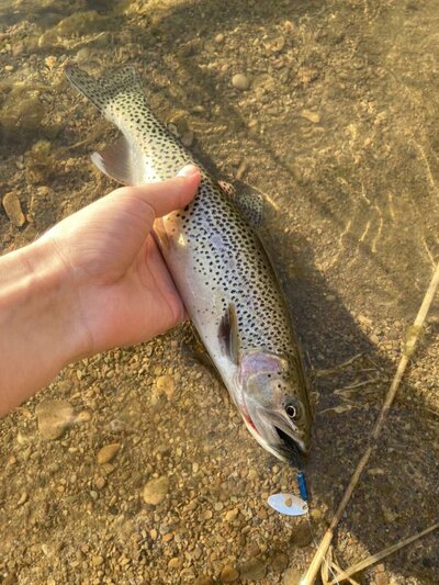 Flies for resident cutthroats in spring.