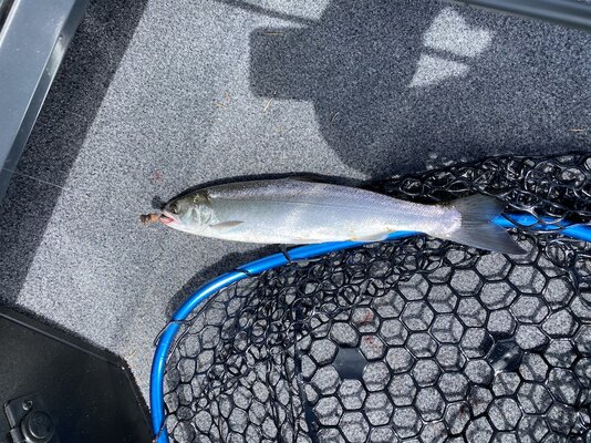 Sutton Coho.jpg