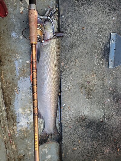 coho1.jpg
