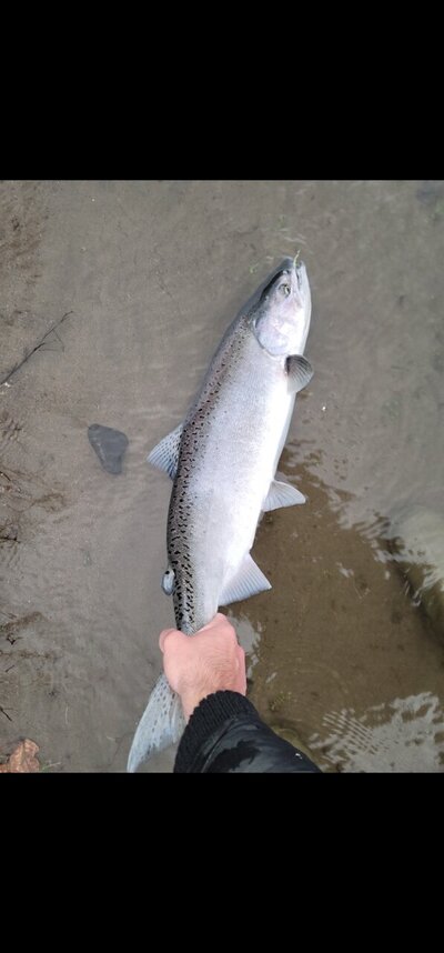 Chinook or chum