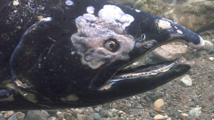 spawning-chinook-salmon.jpg