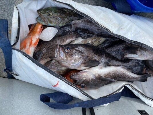20220523bottomfishlingcod.jpeg