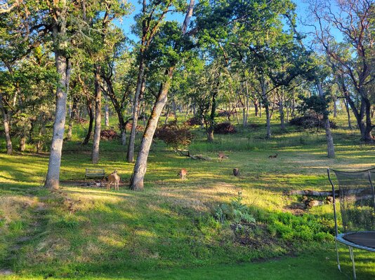 backyard bucks.jpg
