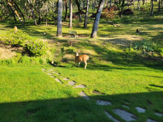Backyard buck.jpg