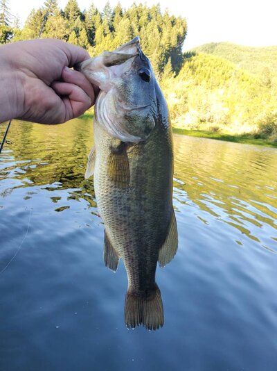 Triangle Lake Bass Fishing