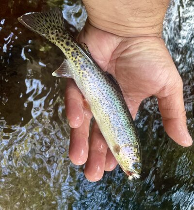 Trout ID- coast range stream