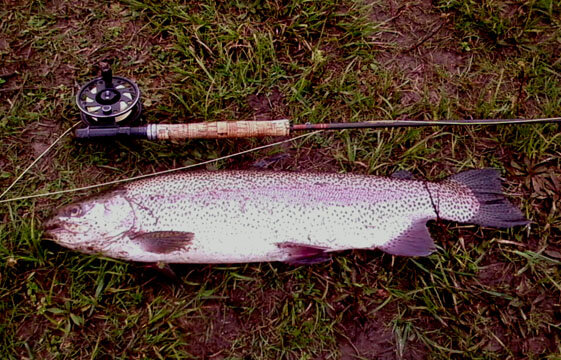 24in trout 030310.jpg