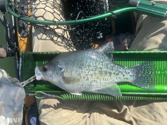 Crappie13.75.jpeg