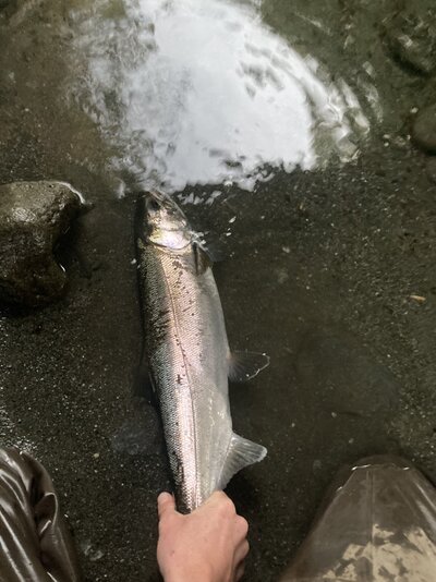 IMG_4305.jpeg