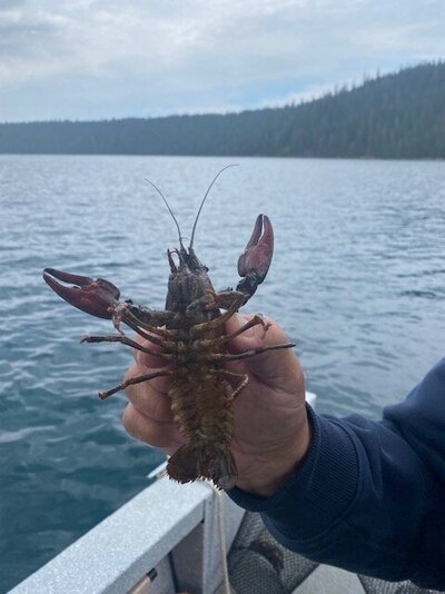 crawdad.jpg