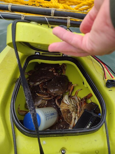 April2crab.jpg