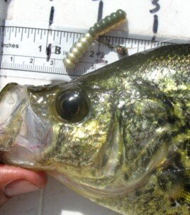 wacky rig grub bodies crappie.jpg
