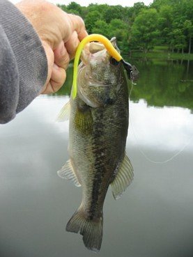 micro chatterbait and Kut tail.jpg