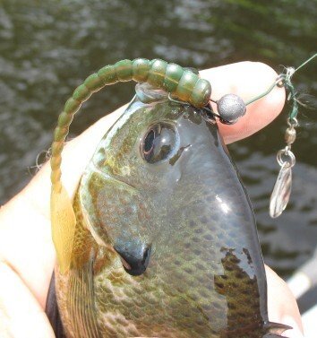 sunnie  on b spin flat tail worm.JPG