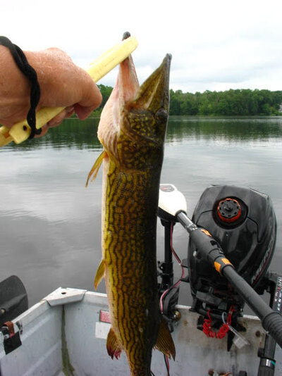 3.5 lb pickerel june 18 2025.jpg