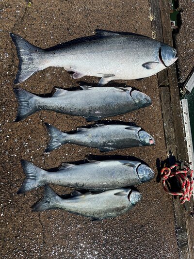 Fish 2.jpg