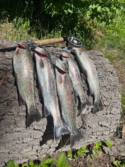 walton fish.jpg walton fish.jpg