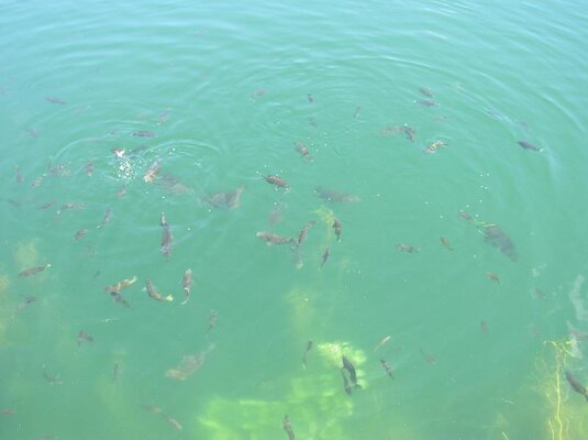CASSIE FISH 007.jpg CASSIE FISH 007.jpg