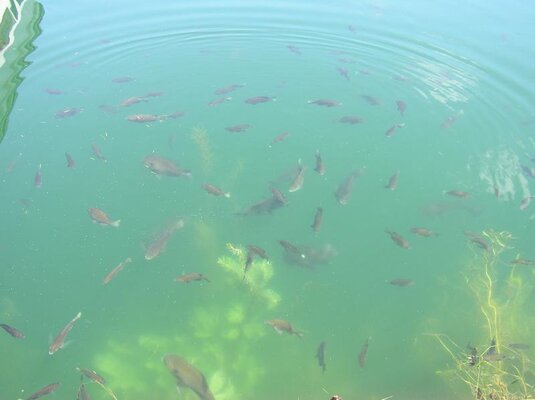 CASSIE  FISH 015.jpg