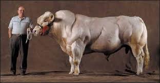 double muscle - bull.jpg
