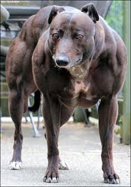 double muscle - dog.jpg