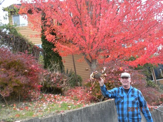 fall big crab.JPG