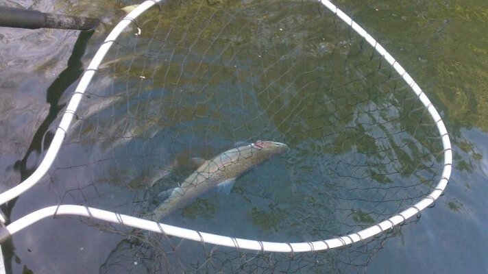rouge anglers on hd coho (10).jpg