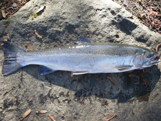 Steelhead Jan12_2012 008.jpg