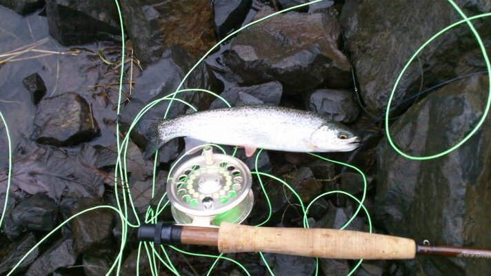trout.jpg