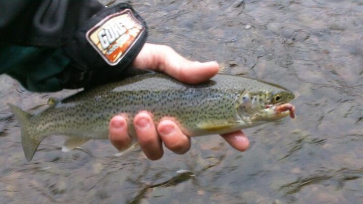 big cutthroat.jpg
