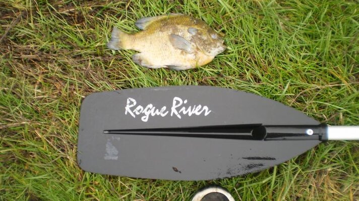 New pond and bluegill 008.jpg