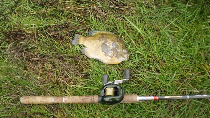 New pond and bluegill 009.jpg