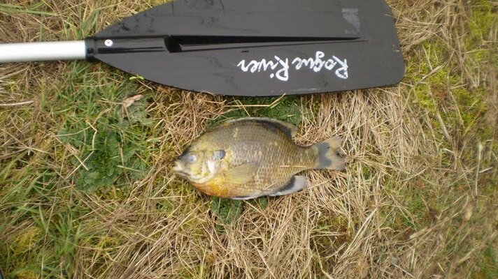 New pond and bluegill 011.jpg