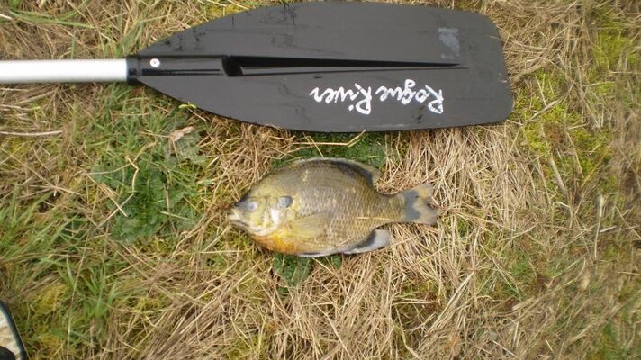 New pond and bluegill 010.jpg