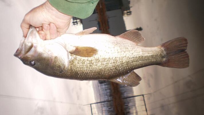 fish in boardman 003.jpg