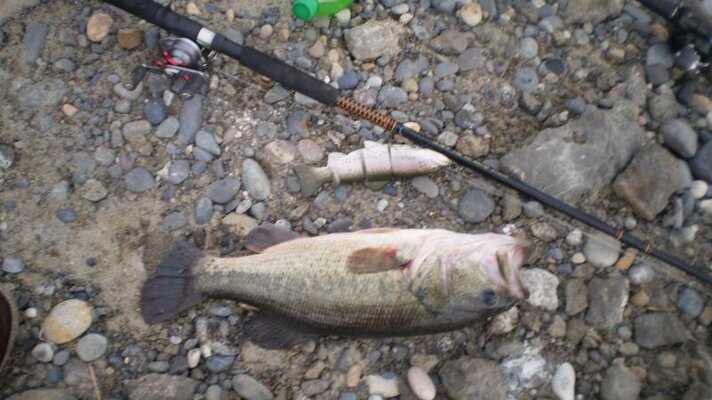 fish in boardman 005.jpg