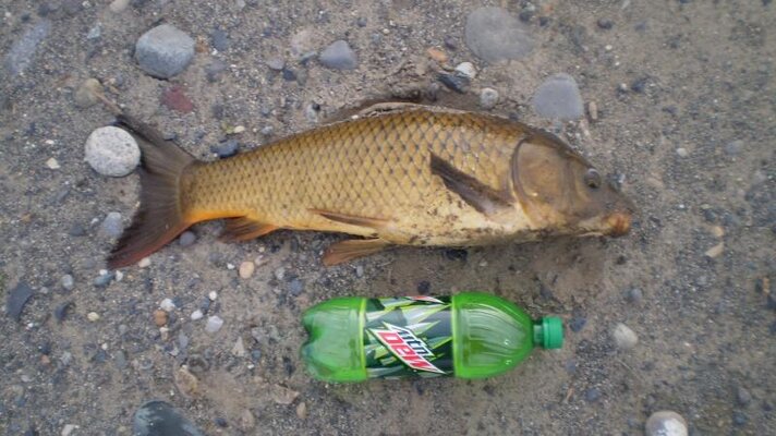 fish in boardman 007.jpg