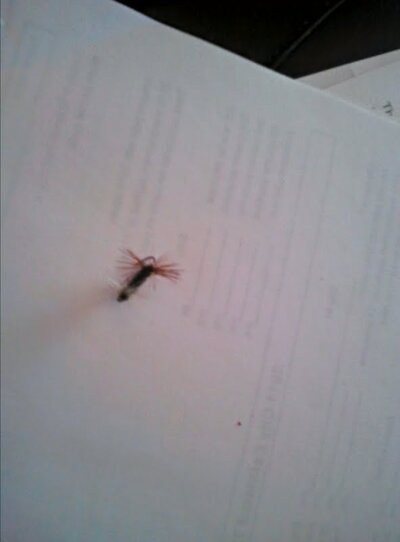 fly.jpg