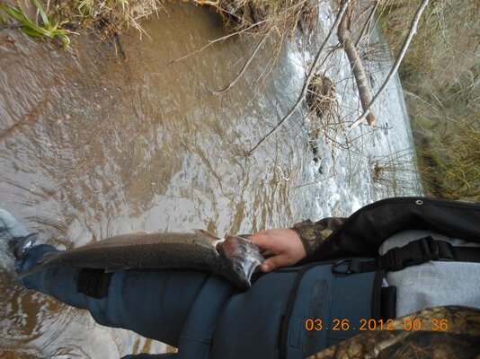 justins steelhead 003.jpg